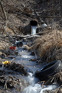 The unacceptable impunity  of the litterpigs