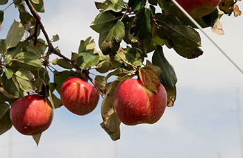 The apples of autumn