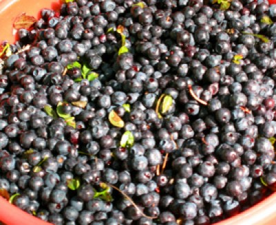 Wild Blueberry Mimosa