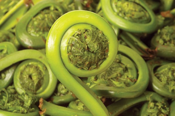 Fiddleheads