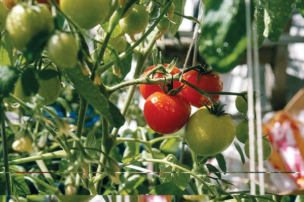 Battle Bugs, Boost Beauty: A Companion Planting Primer