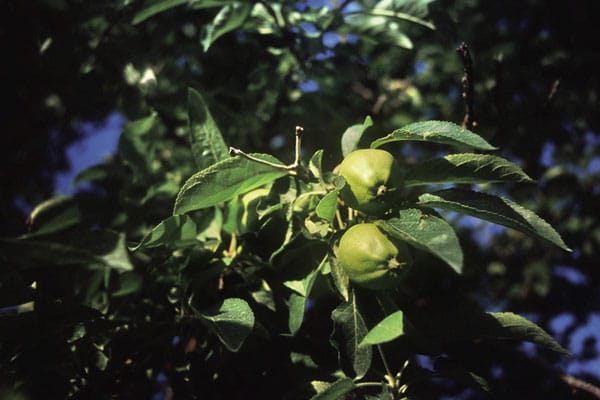 Heritage Apples