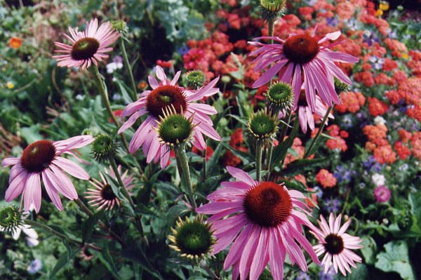 Beautiful Bountiful Herbs