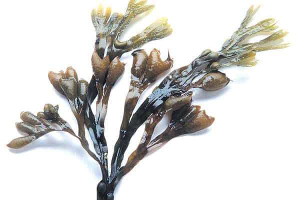 Seaside Nutrients Take Root