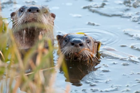 Otter in the Water!