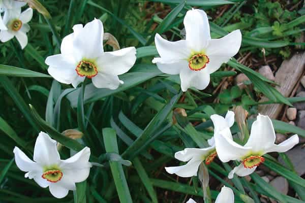 Spring Surprises