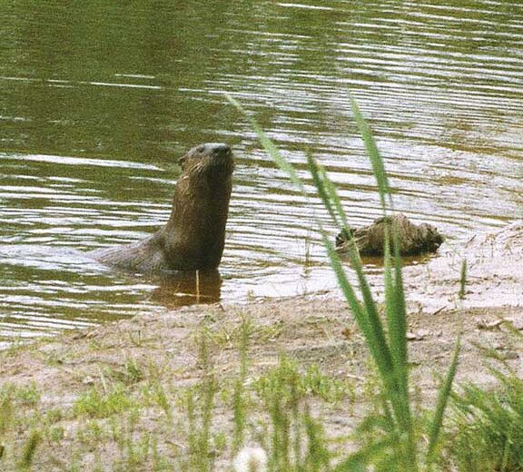 A Fondness for Ponds