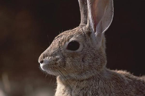 Snowshoe Hares